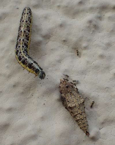 Réf. 220 680 : Pteromalus puparum